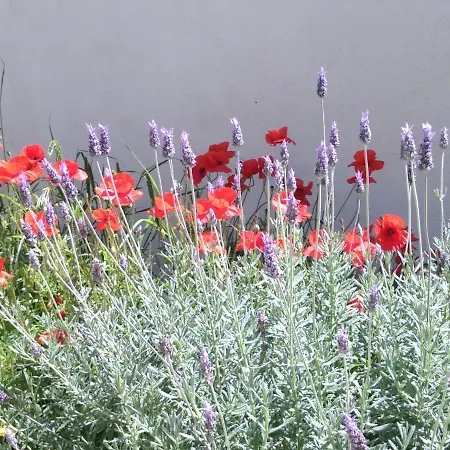 Le Clos Fleuri فندق مبيت وإفطار